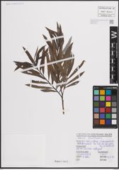 Foto von Salix eleagnos Scop.